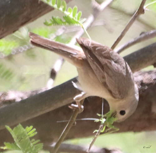 Lucy's Warbler
