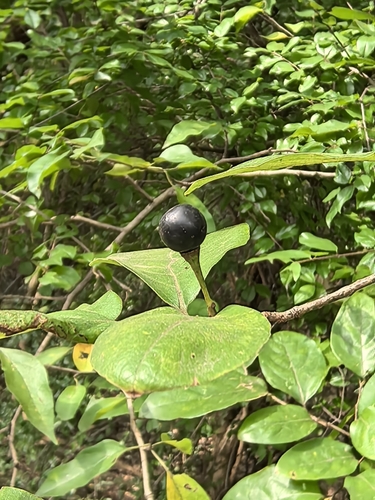 Lindera glauca, 2026-10-15