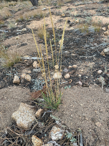 Koeleria macrantha observed 2026-10-13