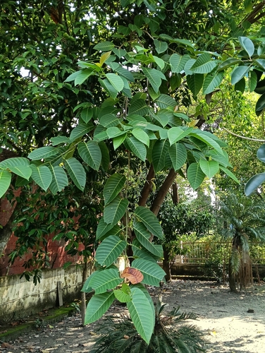 Neolamarckia cadamba observed 2026-10-15