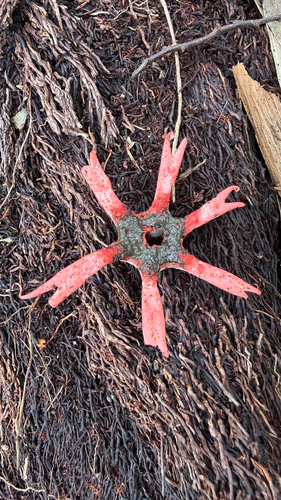 Aseroe rubra observed 2026-09-20
