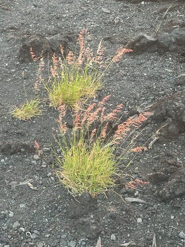 Melinis repens observed 2026-10-14