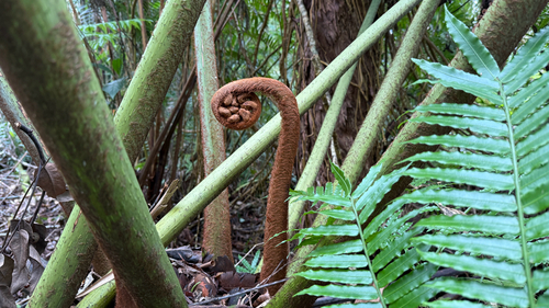 Angiopteris evecta, 2026-09-20