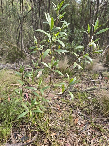 Myoporum montanum observed 2026-10-13