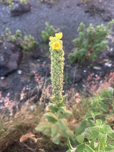 Verbascum thapsus observed 2026-10-14