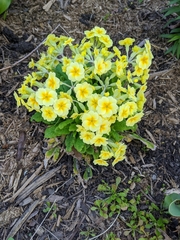 Primula vulgaris