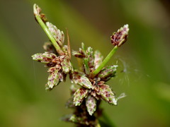 Isolepis distigmatosa