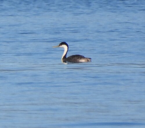Western Grebe