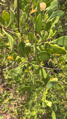 Lumnitzera racemosa observed 2026-10-15