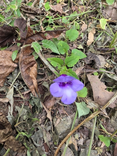 Torenia concolor observed 2026-10-15