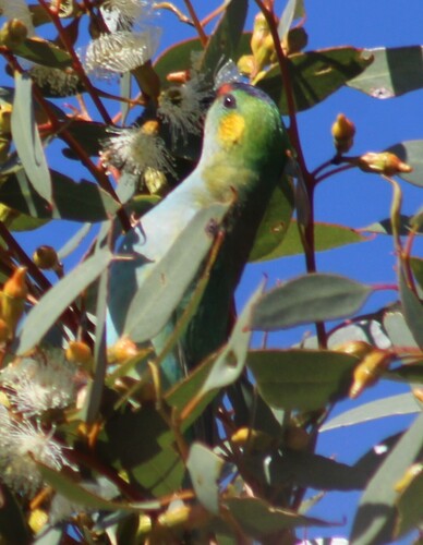 Glossopsitta porphyrocephala, 2026-10-15