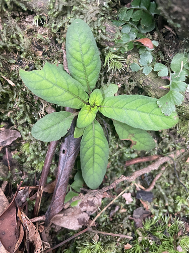 Staurogyne concinnula observed 2026-10-15