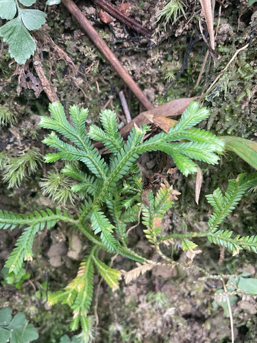 Selaginella doederleinii observed 2026-10-15