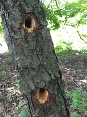 Dryocopus
