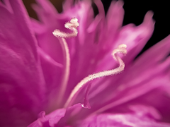 Dianthus gratianopolitanus