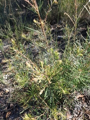 Banksia spinulosa