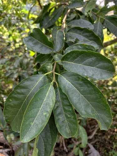 Ehretia acuminata observed 2026-10-15