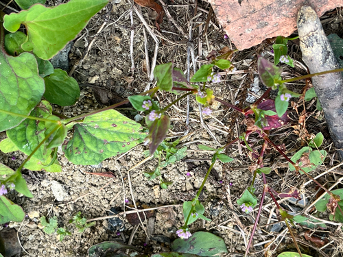 Persicaria nepalensis observed 2026-10-15