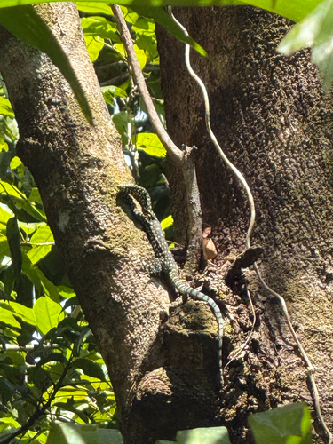 Varanus indicus observed 2026-10-15