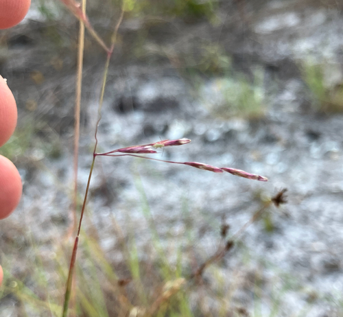 Triplasis purpurea observed 2026-10-14