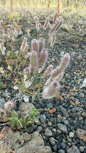 Trifolium arvense observed 2026-09-15