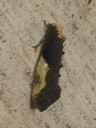 Pavlovski's Monopis Moth
