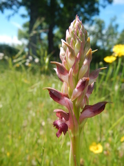 Anacamptis coriophora carpetana