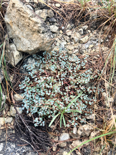 Euphorbia fendleri, 2026-10-14