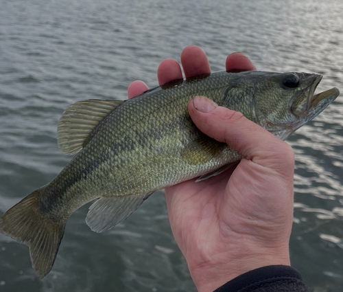 Largemouth Bass