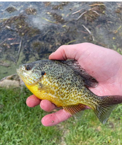 Pumpkinseed