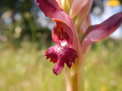 Anacamptis coriophora carpetana