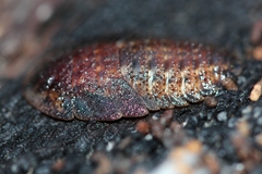 Laxta granicollis