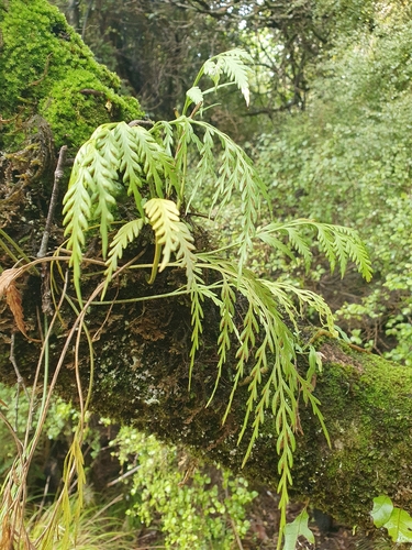 Asplenium bulbiferum observed 2026-10-15