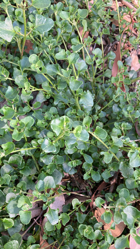Chenopodium robertianum, 2026-10-15
