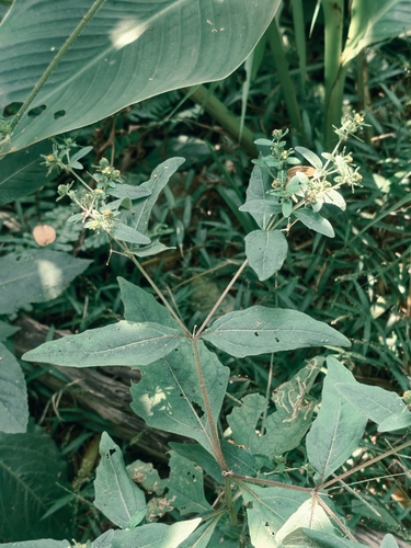 Sigesbeckia orientalis observed 2026-10-15