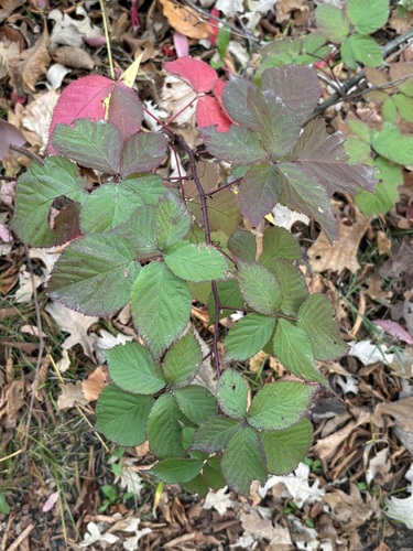 recurved blackberry