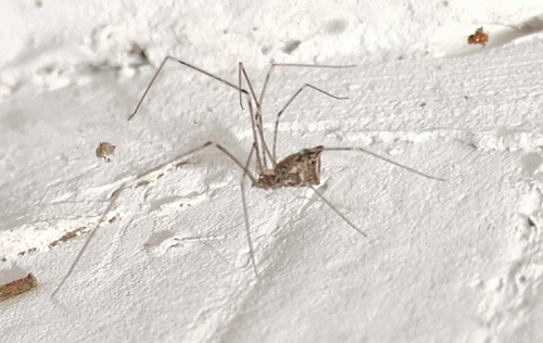 Tailed Cellar Spider