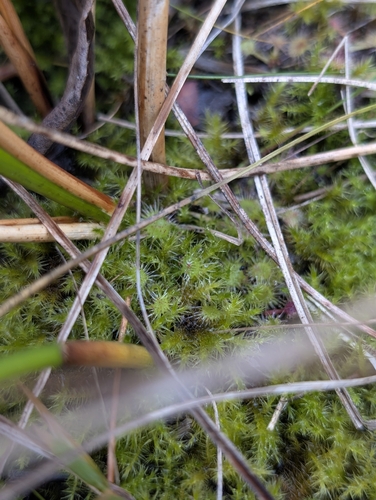 round-leaved sundew