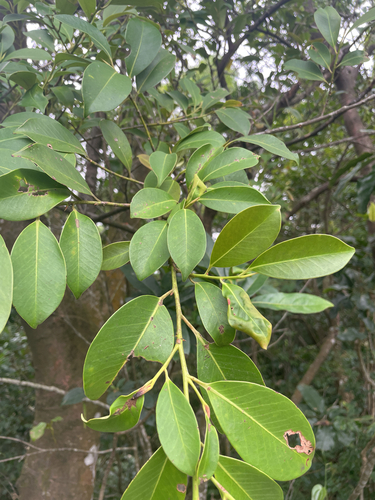 Cleyera japonica observed 2026-10-15
