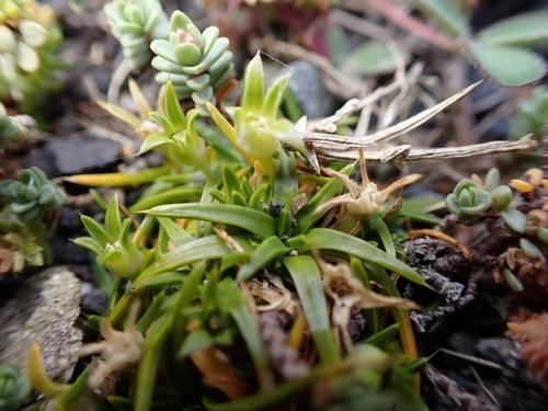 Colobanthus observed 2026-10-10