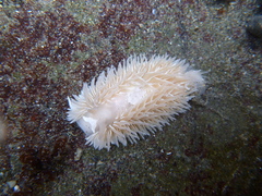 Aeolidia