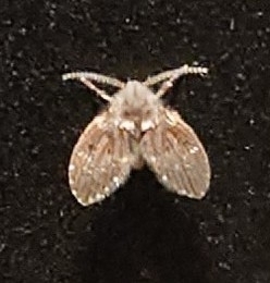 Bathroom Moth Fly