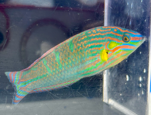 Halichoeres melanurus observed 2026-10-15