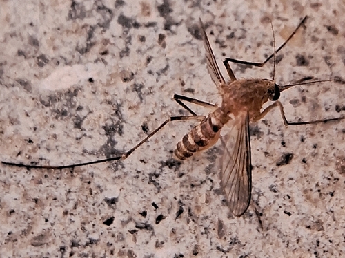 Culex quinquefasciatus, 2026-10-15