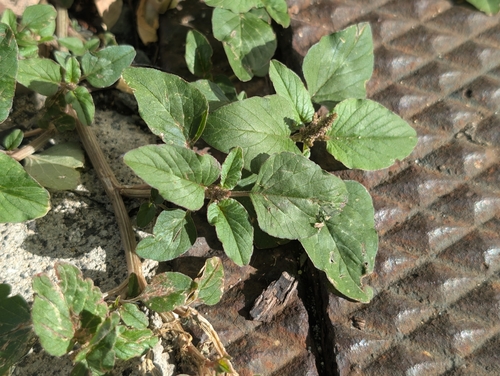 Amaranthus viridis observed 2026-10-14