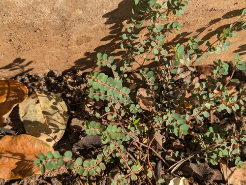 Euphorbia prostrata observed 2026-10-14