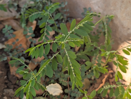 Phyllanthus debilis observed 2026-10-14