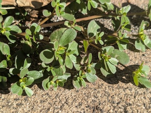 Portulaca oleracea observed 2026-10-14