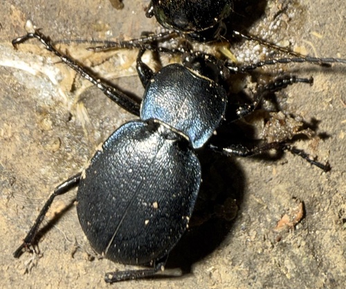 Carabus convexus