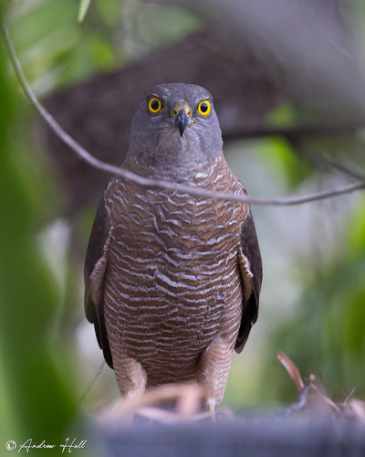 Accipiter cirrocephalus observed 2026-10-15